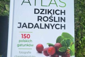 Atlas dzikich roślin jadalnych, 150 polskich gatunków, Fijołek Monika