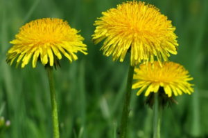 OCET MNISZKOWY 200 ml