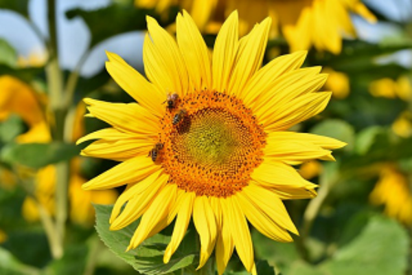 zioła dla pszczół (1)