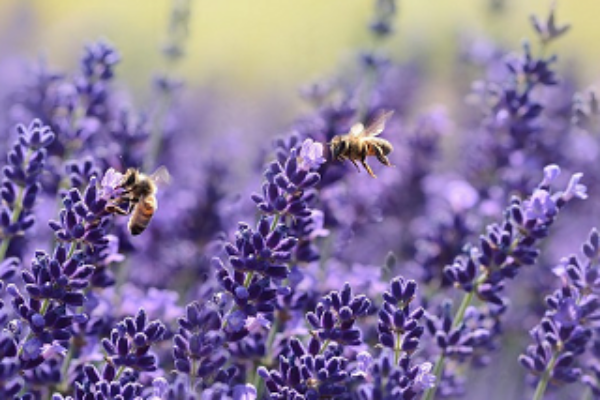 zioła dla pszczół (2)