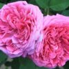 hydrolat róża damasceńska
