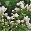 scent-of-jasmine-g1e052a8fb_1920