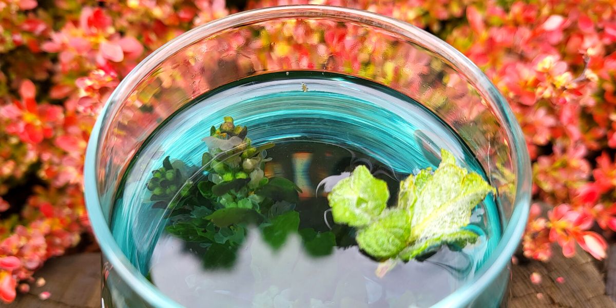 Orzeźwiające napoje z darów Matki Natury (1)