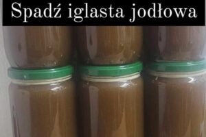 Miód spadź iglasta
